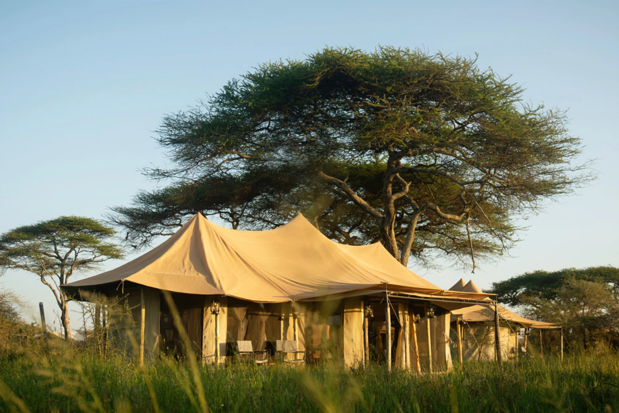 Golden hour safari tents in grassland